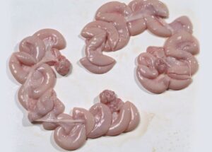 Pork Uteri (Ovaries) 20#