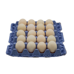 Duck Eggs 200PCS