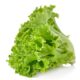 Green Leaf Lettuce